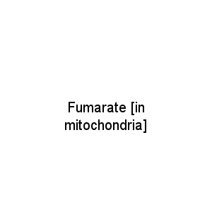 Fumarate [in mitochondria]